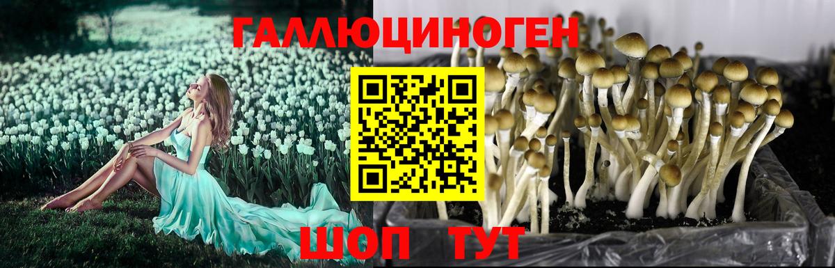 Галлюциногенные грибы Psilocybine cubensis Амурск